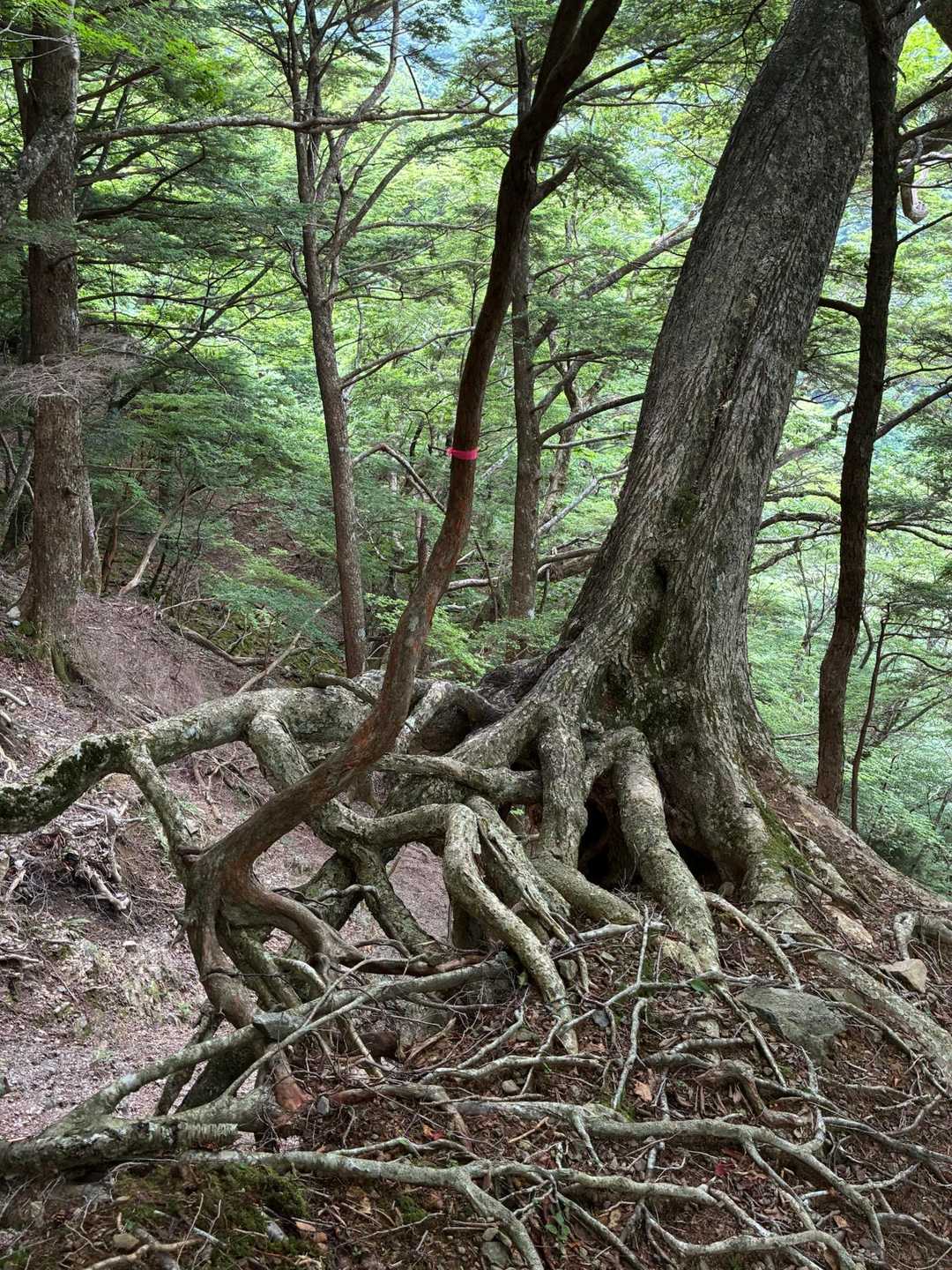 根っこがういてる