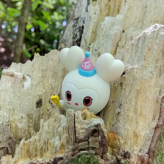 ぼん