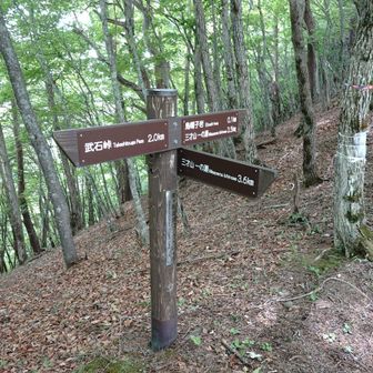 三才山一ノ瀬への分岐の様ですが踏み跡が見えません、ルートが分かりません