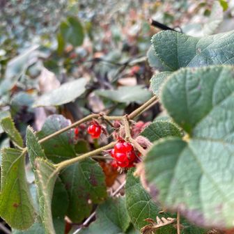 そこそこ群生してる感じ
名前は打越山で休憩していたおじさんに教えて頂きました