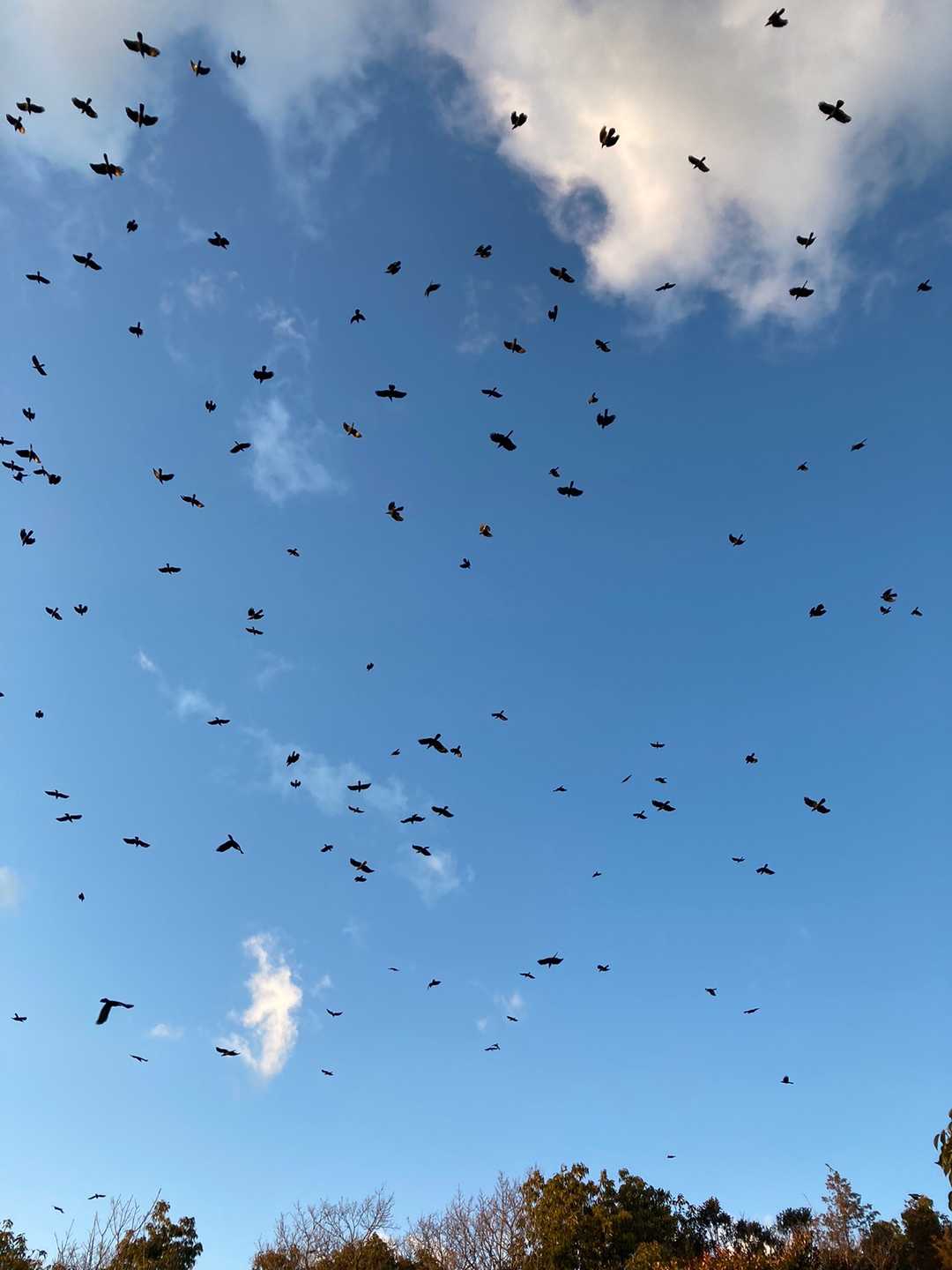 夕方の八重鉾山の上空にはカラスが
百羽くらい飛びかい、カアカアとうる
さく鳴いている
カラスのねぐらに人が来て、警戒
しているのか？