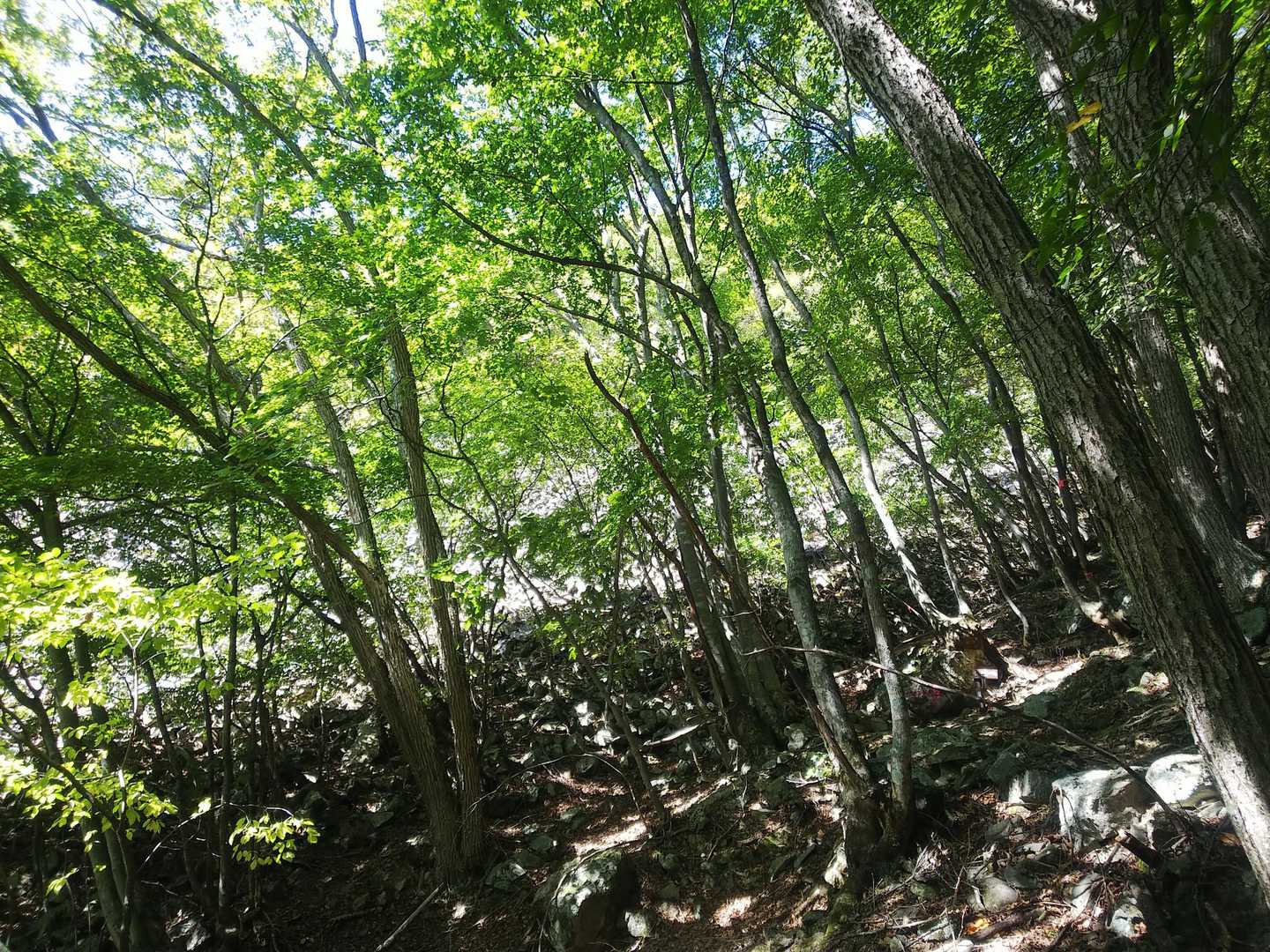 私は見慣れていてなんとも思わなかったけど、ガレ岩＋樹林という光景は初めて見たとけんさん。