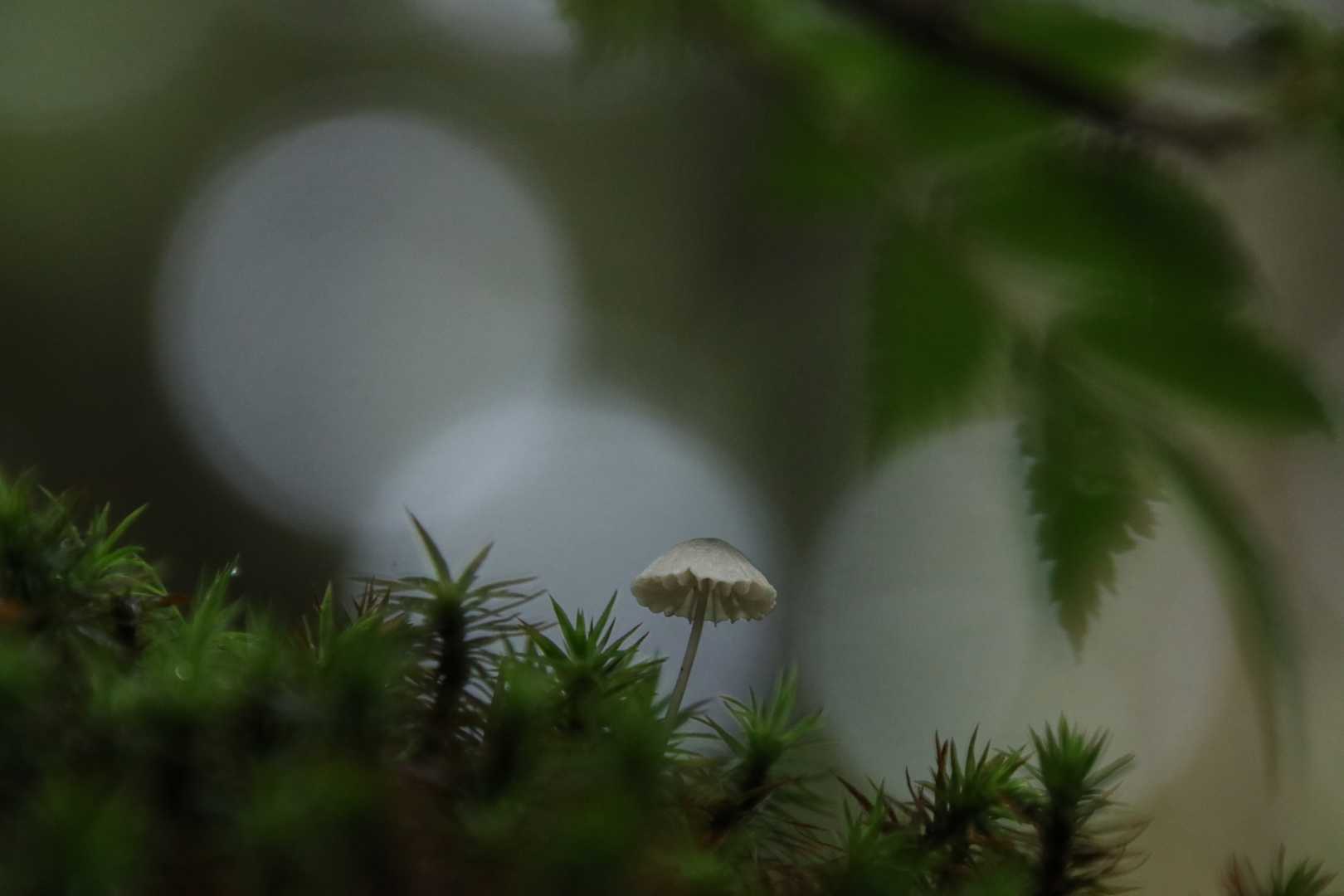 篭ノ登山-西篭ノ登山 往復コースの写真