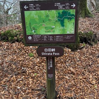 白田峠〜通過　落ち葉🍂盛りたくさん