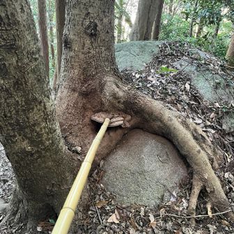 岩から生えた樹に生えた🦧腰掛け。