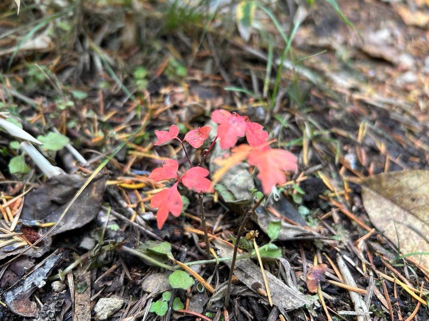 小さい秋🍂