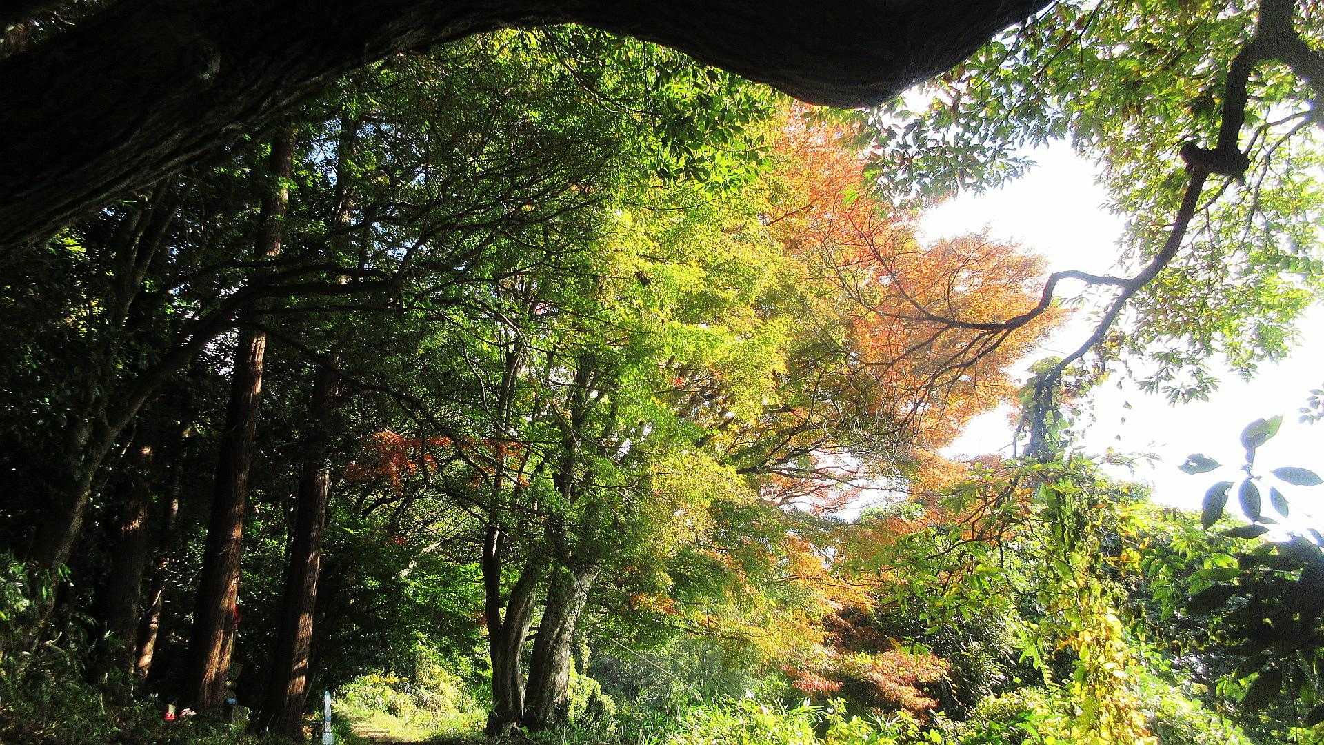 途中の紅葉は、こんなです🍁💛💚色付き始めました