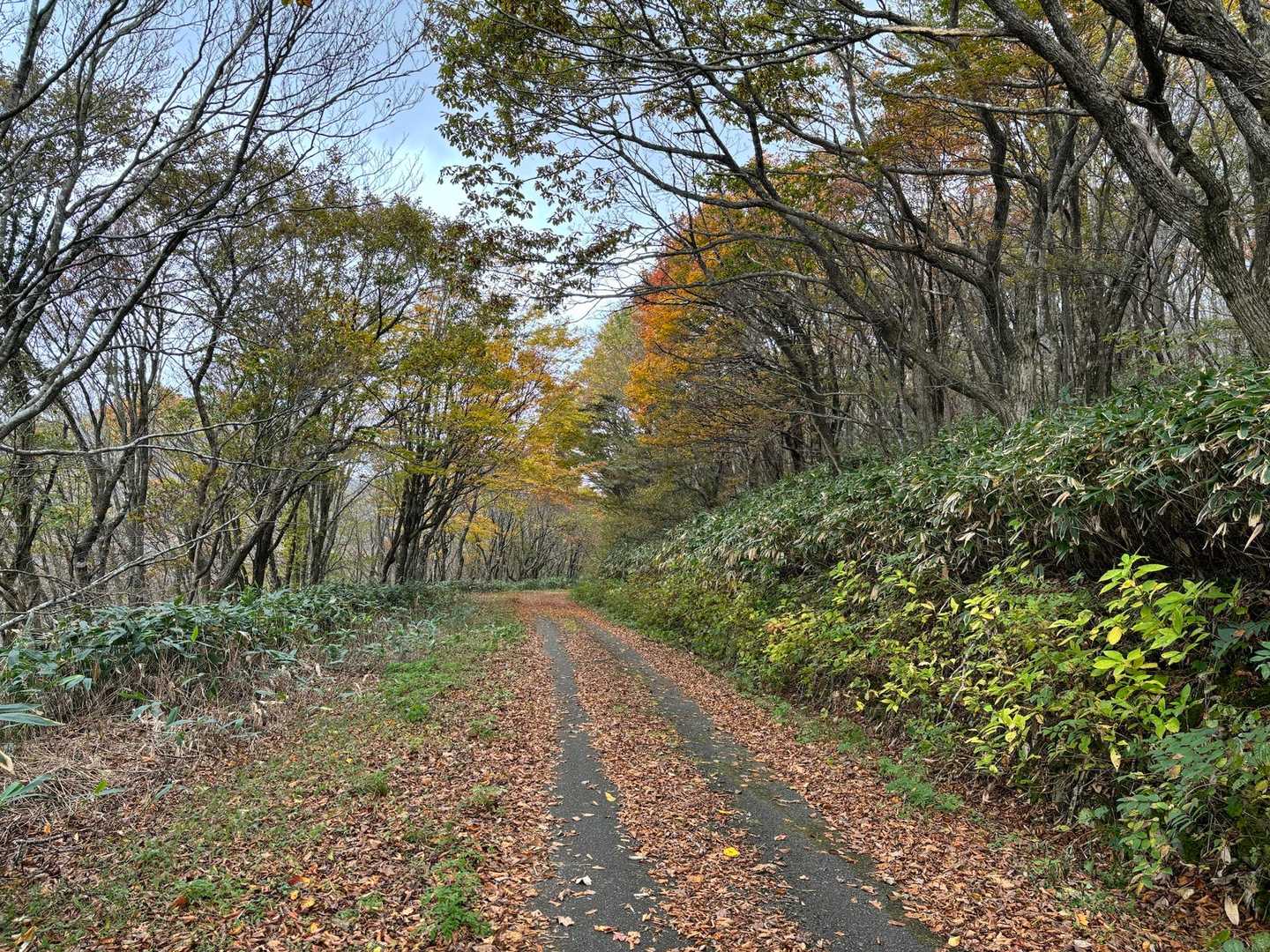 山道に沿ってたもう一つの道、舗装路を歩いて下山
落ち葉や頭上の紅葉を愛でながら歩きました😊