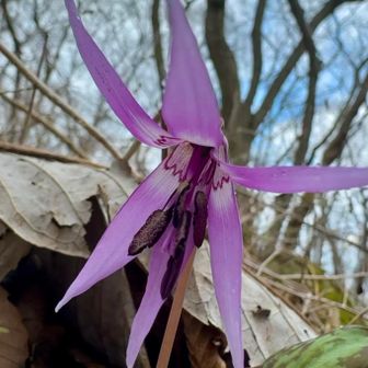 カタクリはまだまだこれからですが、

ほんの数株だけ咲いていました