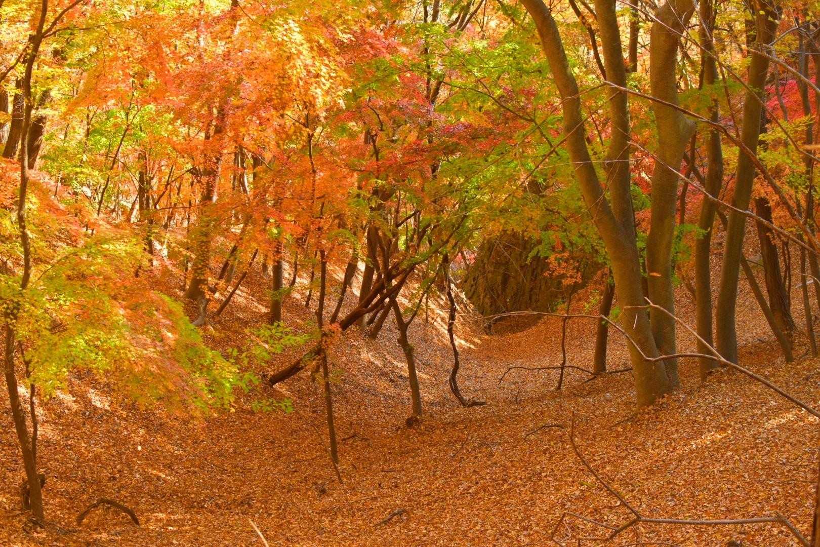 🍁🍁🍁✨