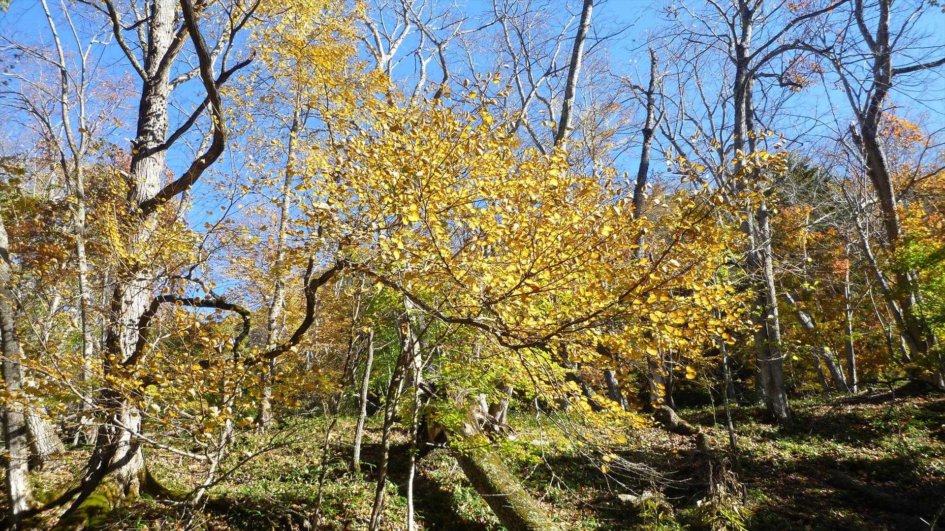 ポンポン山登山口-ポンポン山 往復コースの写真