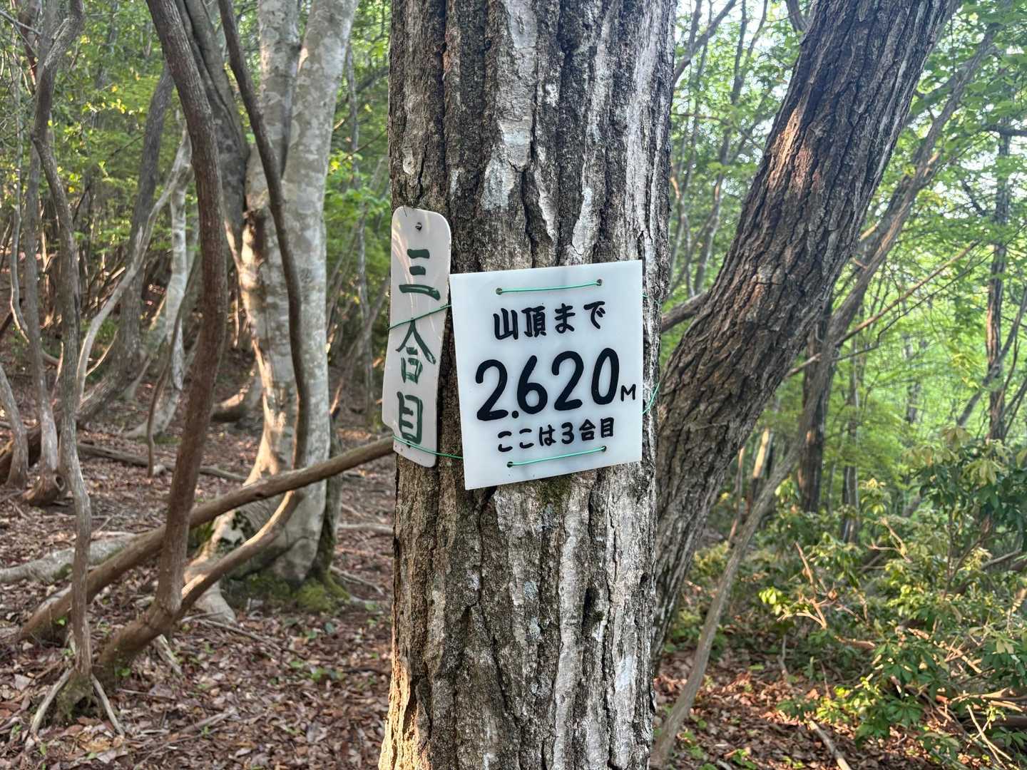 出発してからおよそ35分で三合目。ここまでほとんどがエグい急斜面の尾根登り。こりゃ結構キツイな…花が咲き乱れる穏やかな山だと思っていたので、想定外の厳しさに少々ショックを受けております(~_~;)