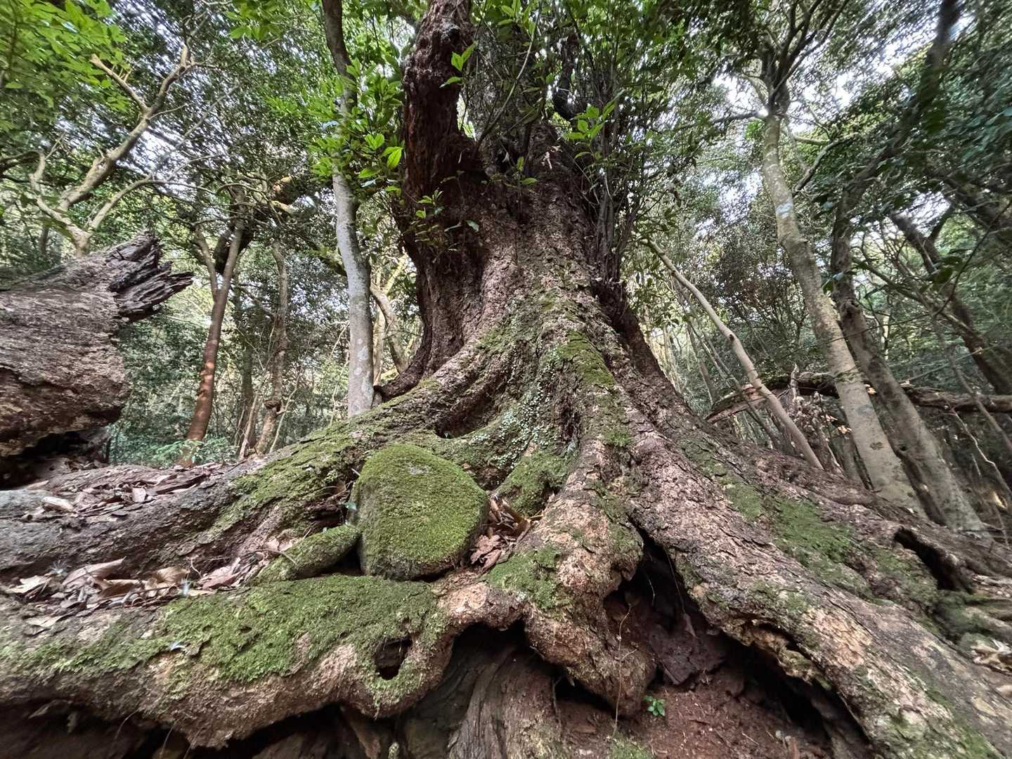 御許山-雲ヶ岳 周回コースの写真