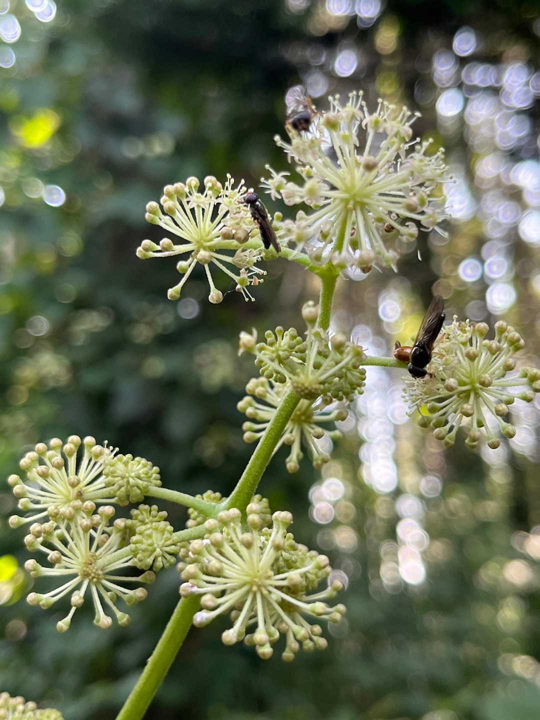 ウドの花。花火みたい。