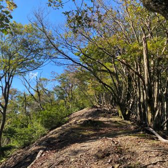 快適な尾根歩き
ただし木々に遮られて眺望は無し。