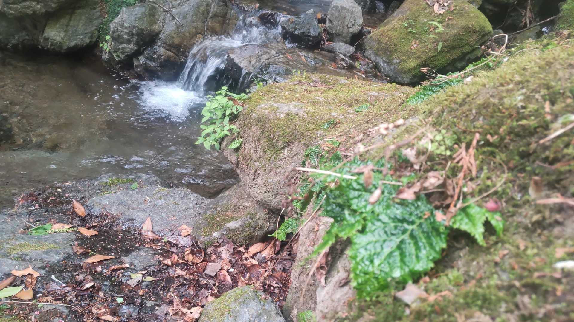イワタバコの葉っぱがたくさん！
咲いた頃、また来よう