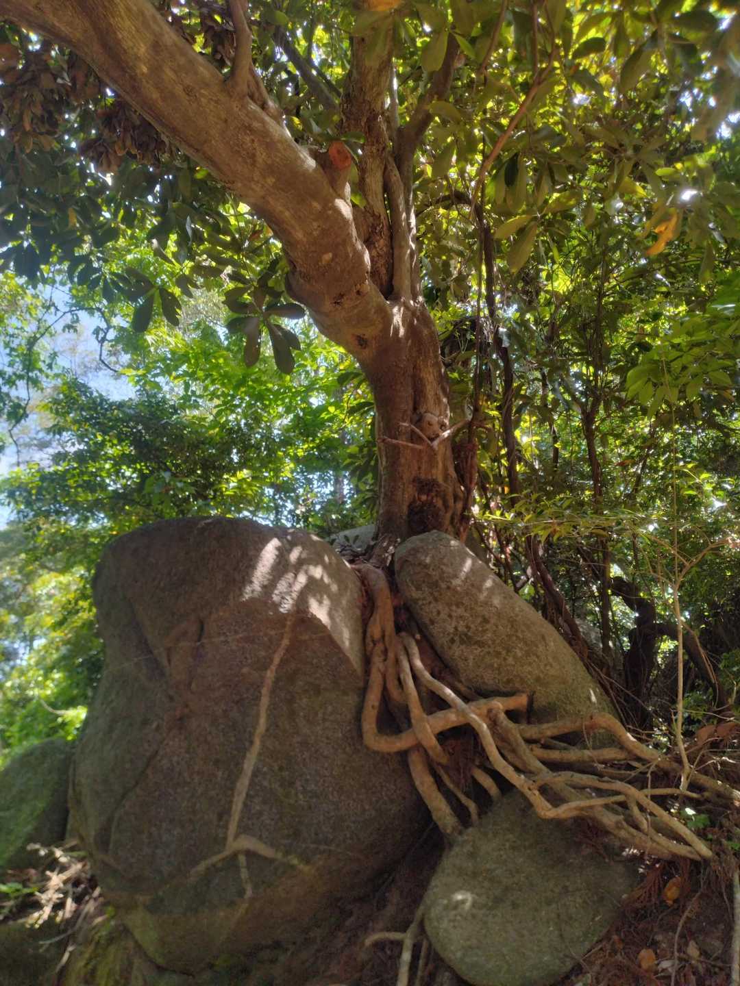 中村登山口-十坊山-白木峠 周回コースの写真