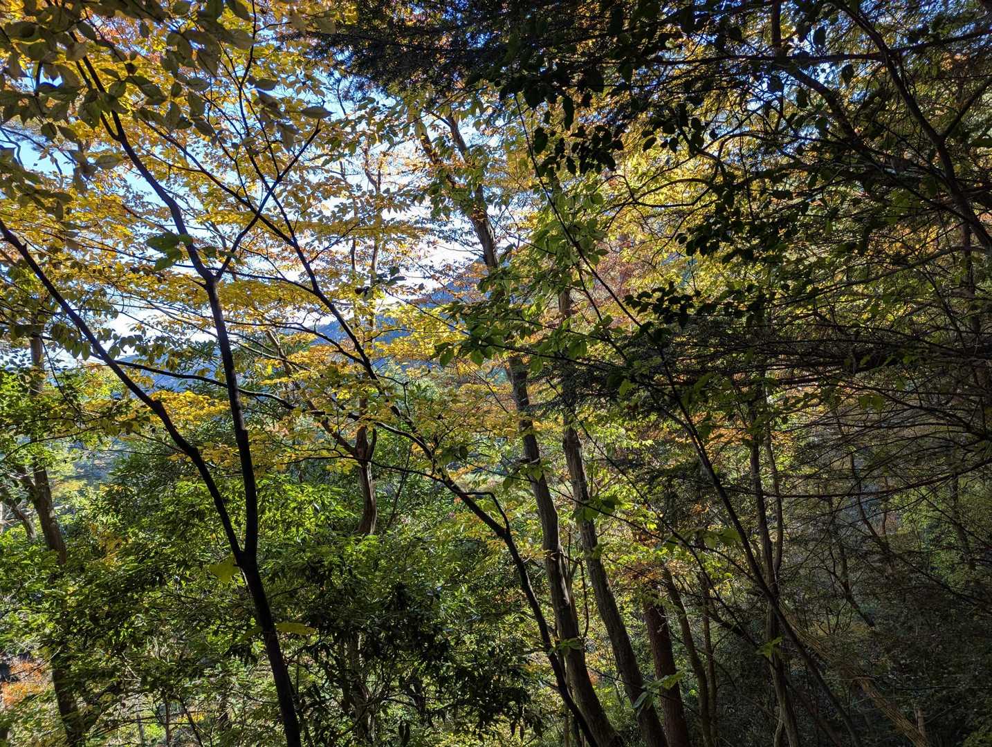 岩湧寺-東峰 周回コースの写真