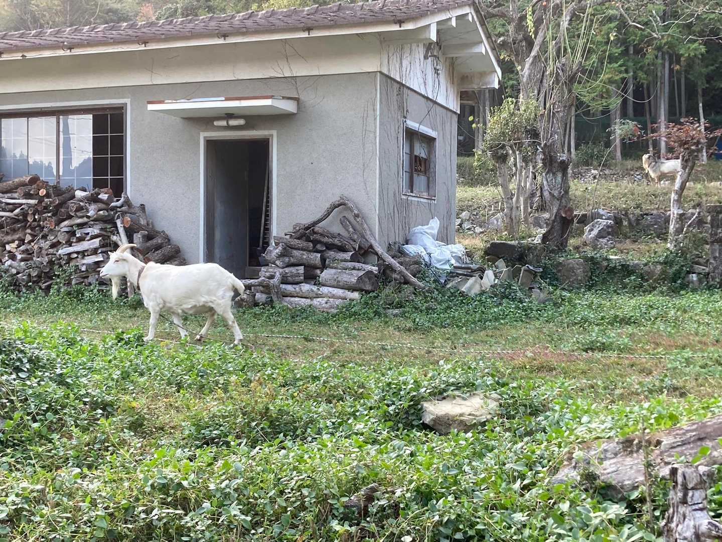 ヤギが放し飼いされてました☺️