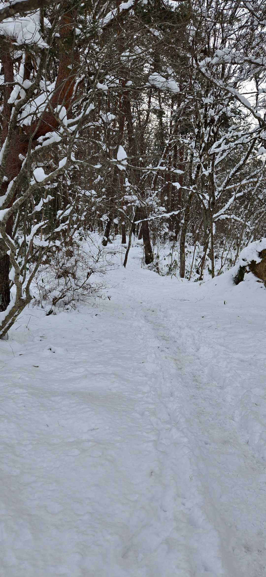 原山 往復コースの写真