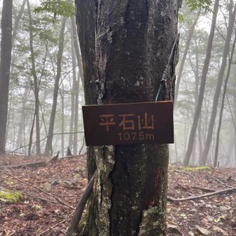 平石山⛰️
ここから妙指尾根で南下します