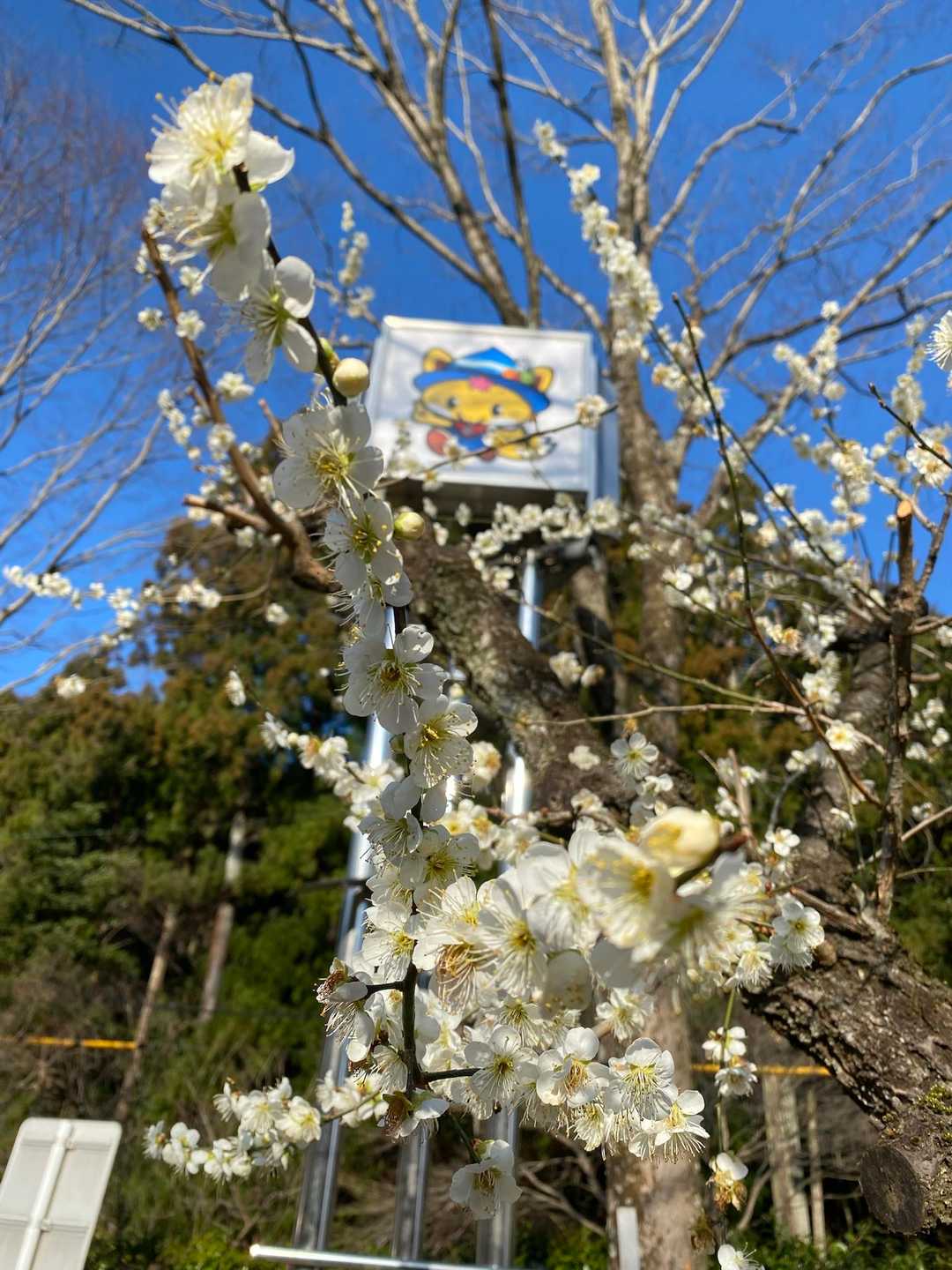 春ですね