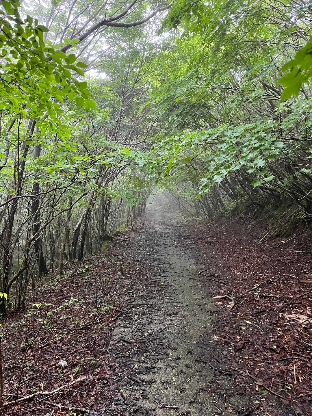 晴れてたら素敵な道
雨でも楽しめる☔