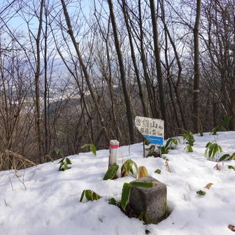 証拠写真。藪山プレートの他に古い山名板も近くにあったらしいが気付かなかった
