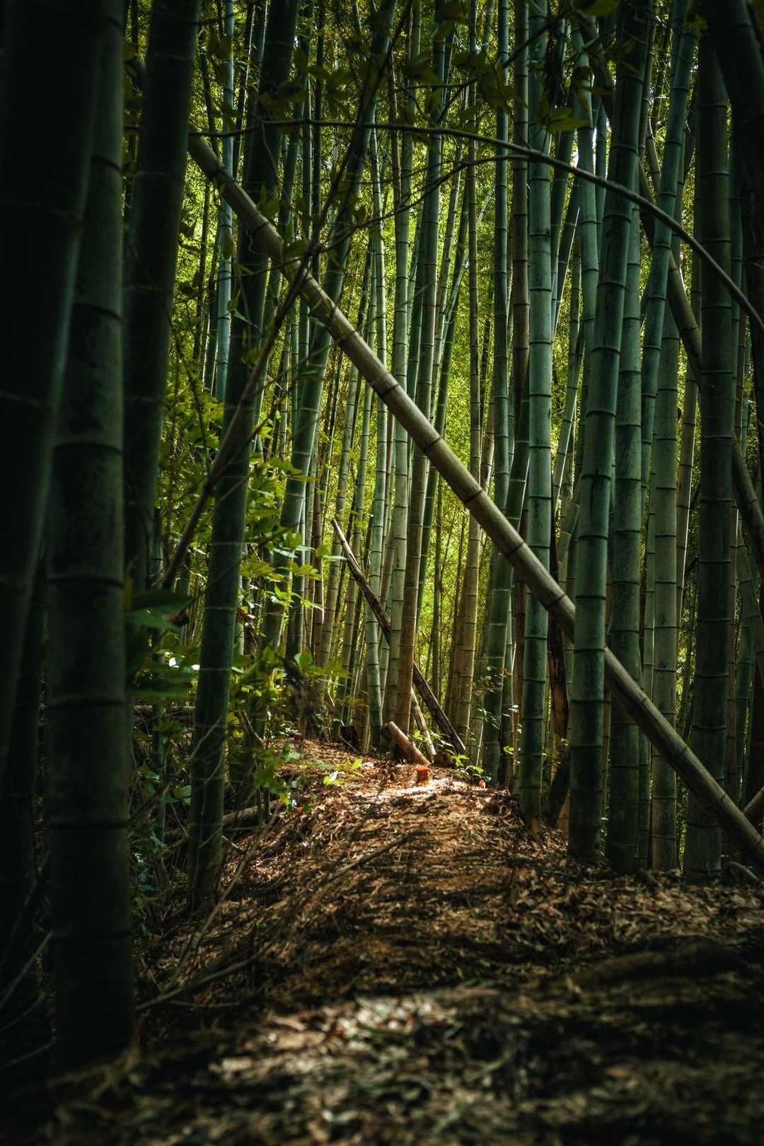 大興善寺-水上山-黒岩山 往復コースの写真