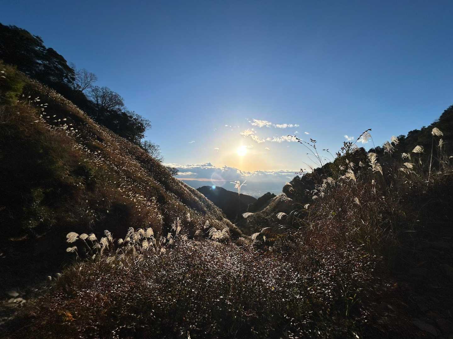 ススキと、海と、太陽と
こんなたくさんのススキを見たのは今年初めてかな🌾もう冬ですけど