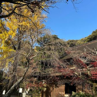 銀杏が美しい　黄色の絨毯