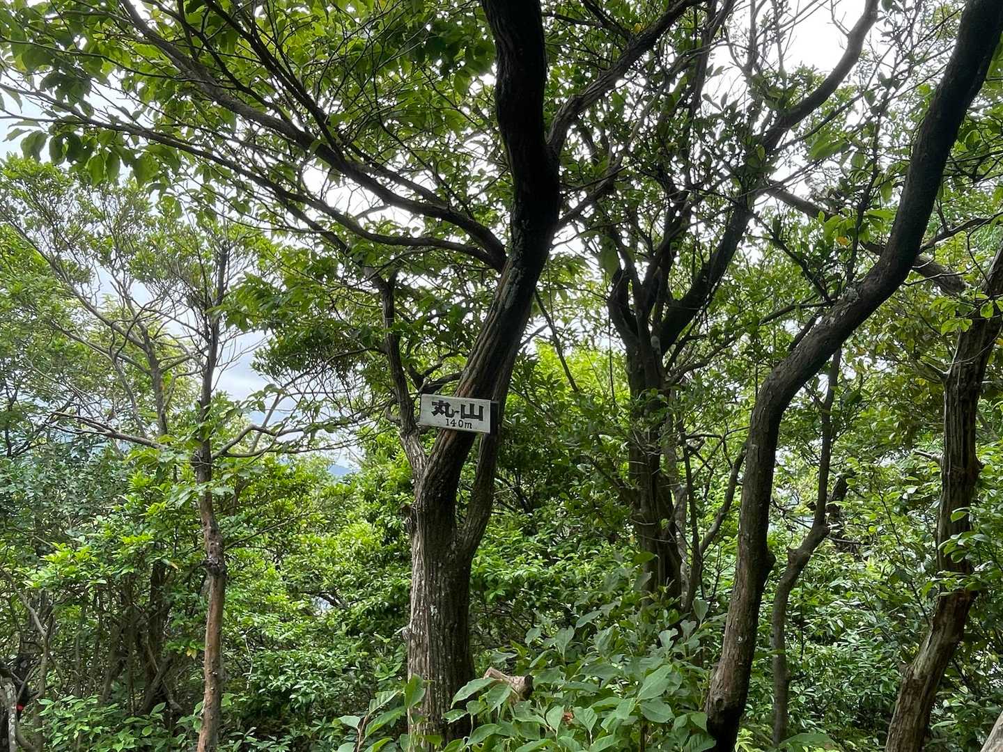 孫茶臼山 往復コースの写真