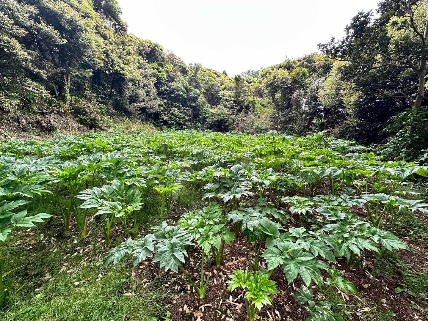 八丈島の明日葉は、別名「八丈草」とも言われているセリ科の多年草。天ぷらがオススメ。