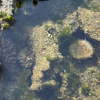 イソギンチャク発見