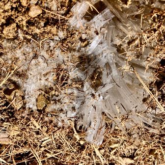 さすがに霜柱長い。