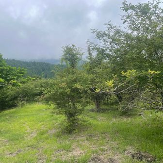 サンショウバラの丘を、満開の景色を想像して歩きます