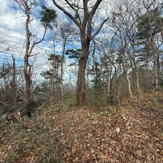 心地よい落葉ルートになりました