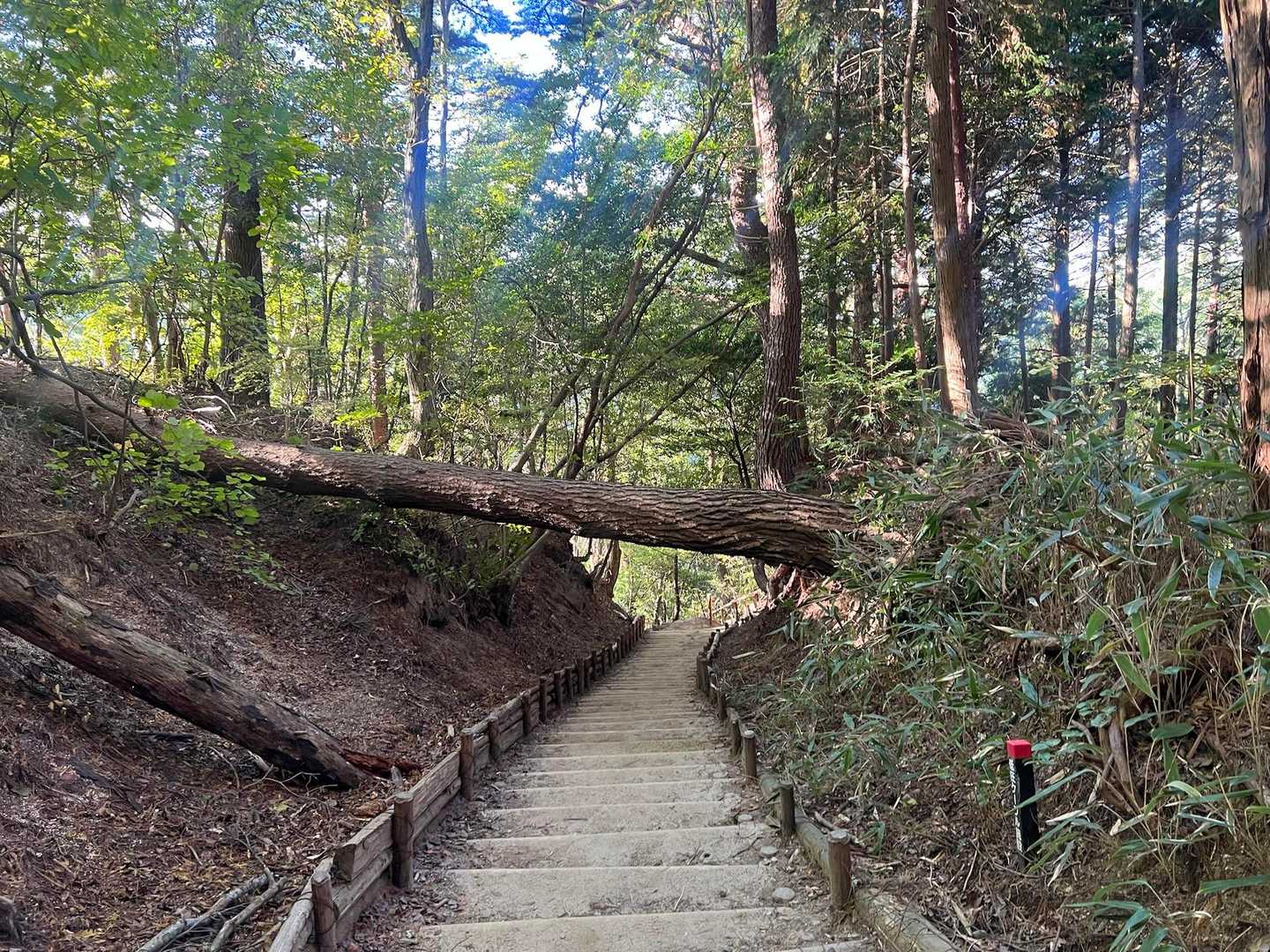 千早本道登山口-金剛山 往復コースの写真