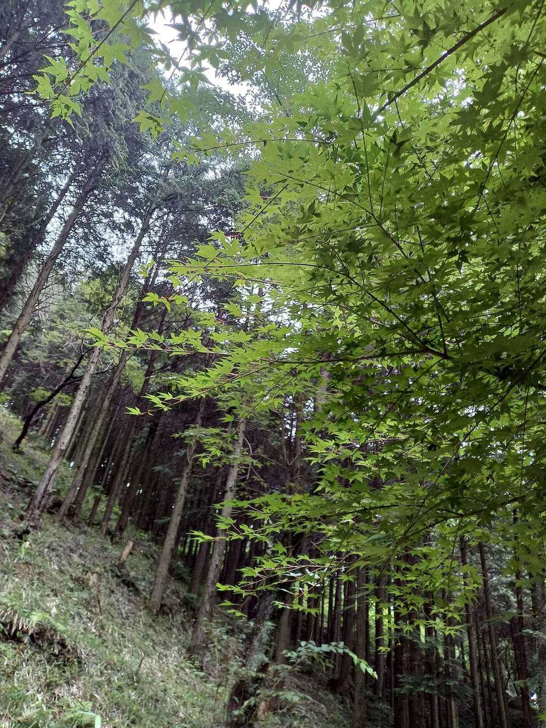 国見山登山口 往復コースの写真