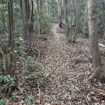 落ち葉🍂の絨毯