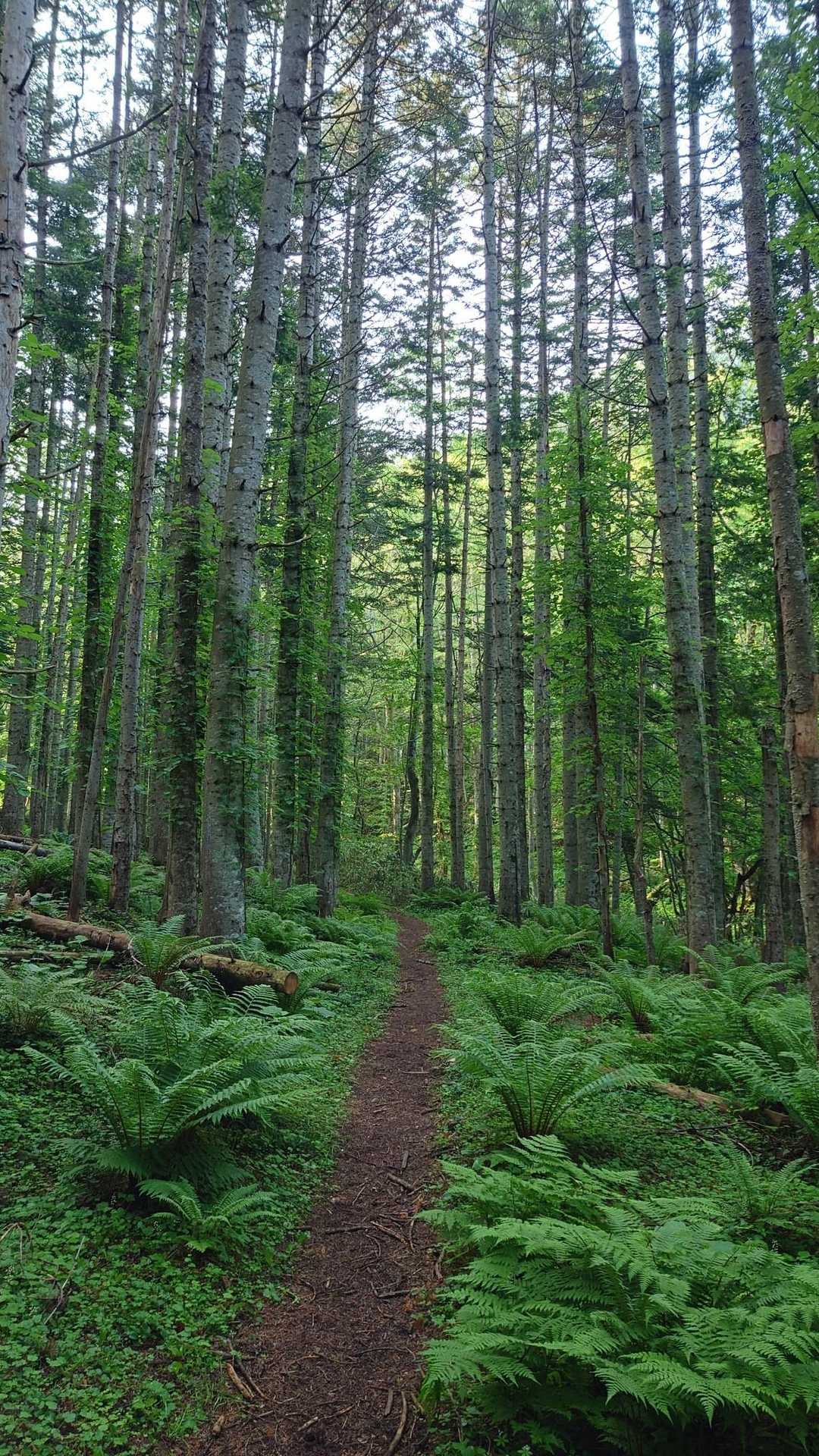 冷水登山口-札幌岳 往復コースの写真