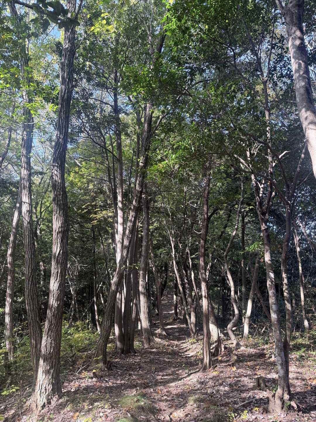 降ります