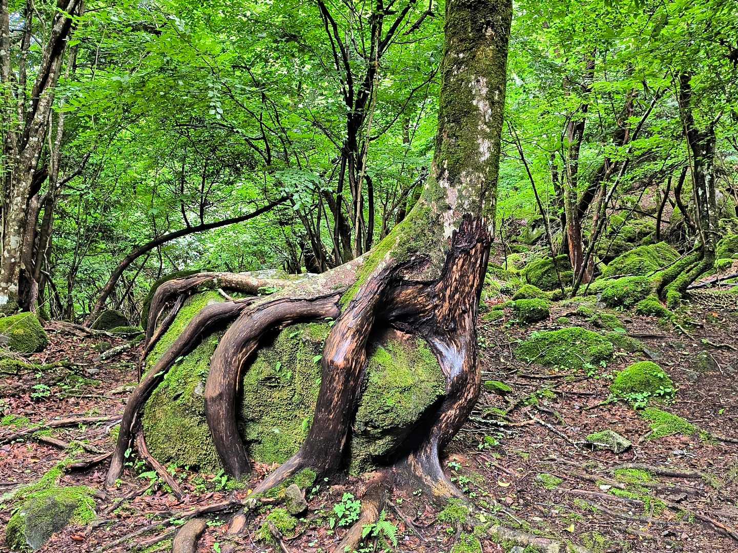 男池登山口-ソババッケ-大戸越-北大船山-大船山-御池-男 周回コースの写真