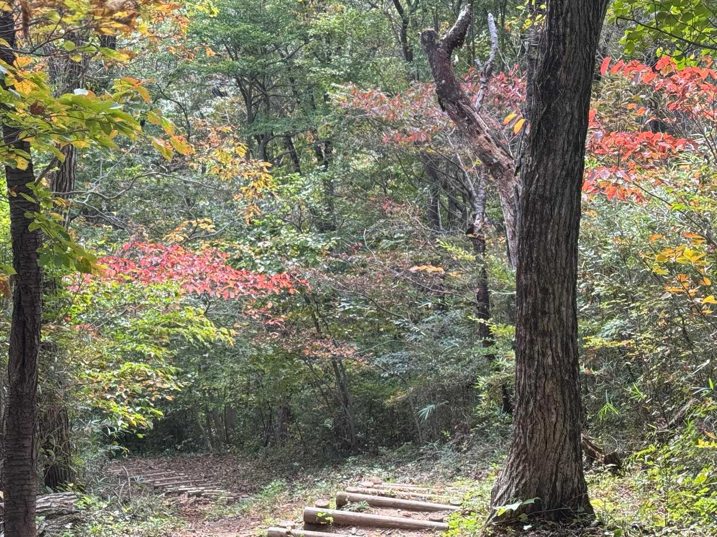 木々も色付いてきました