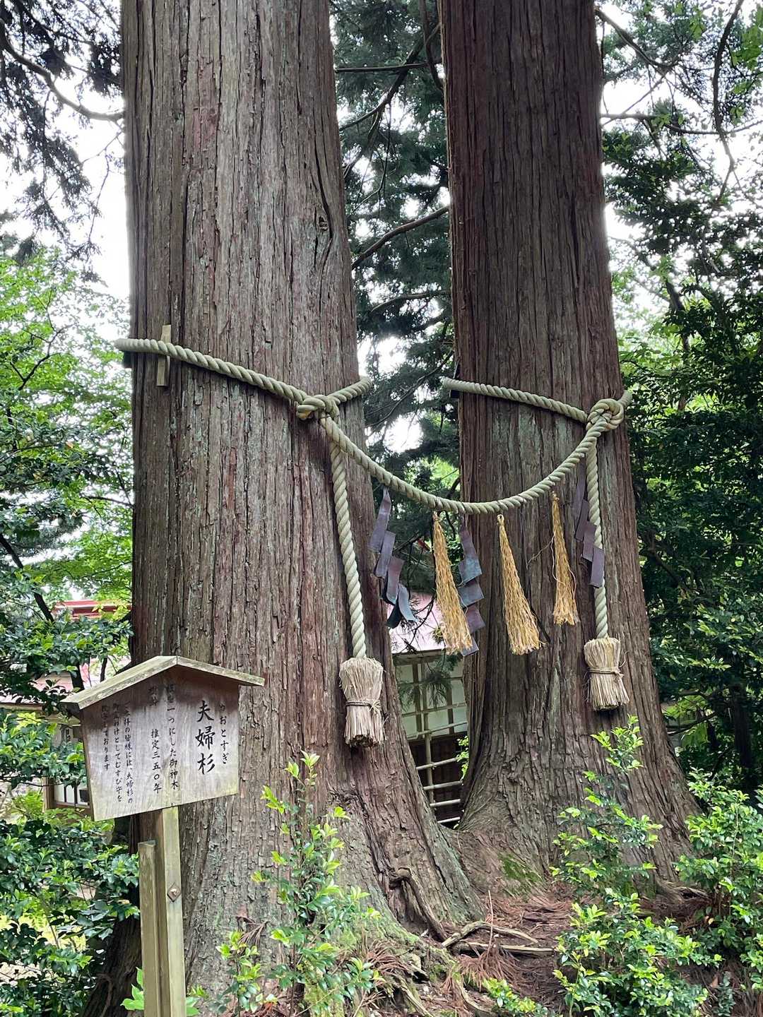 夫婦杉🌲