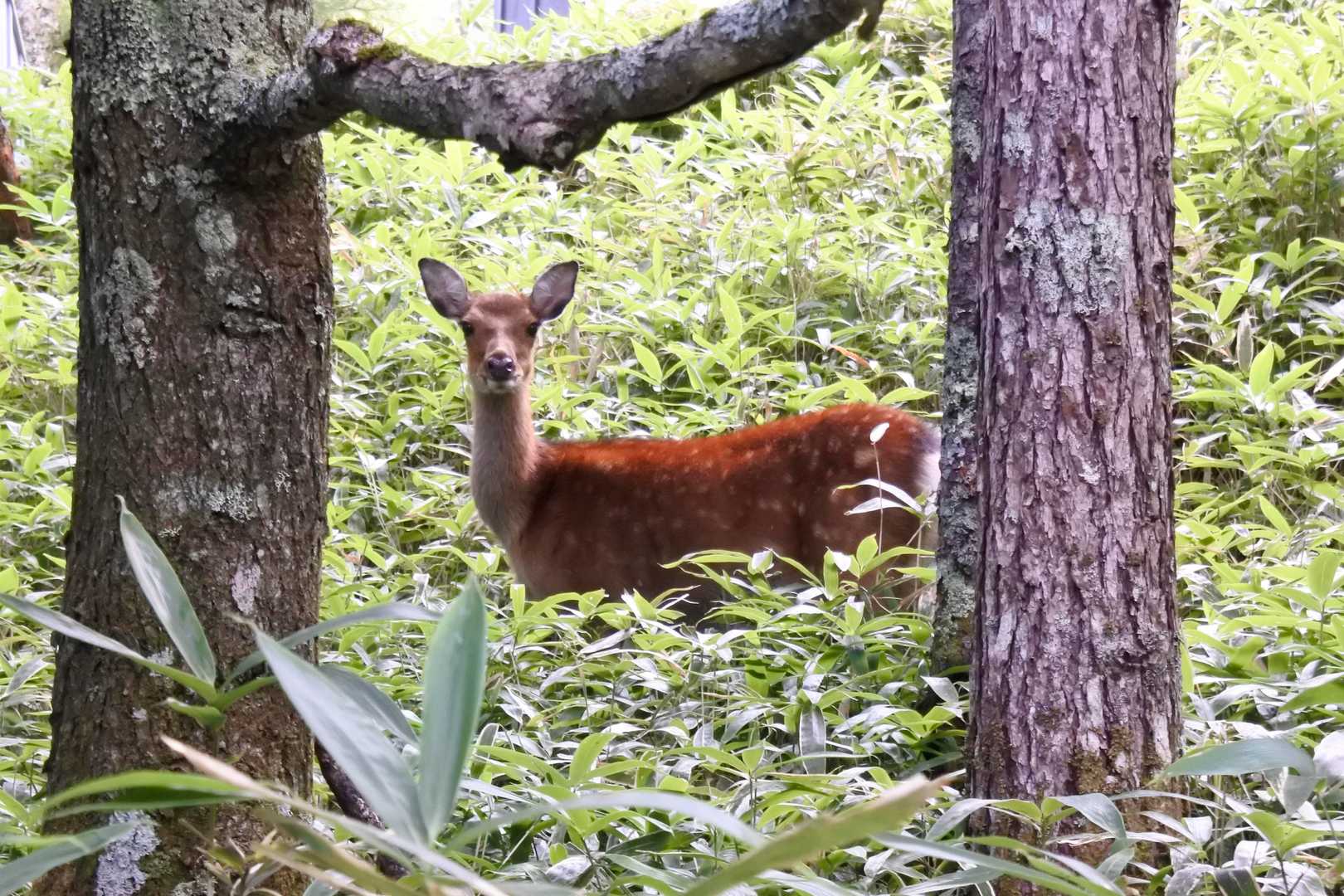 しばらくにらめっこして、気分良く下山。