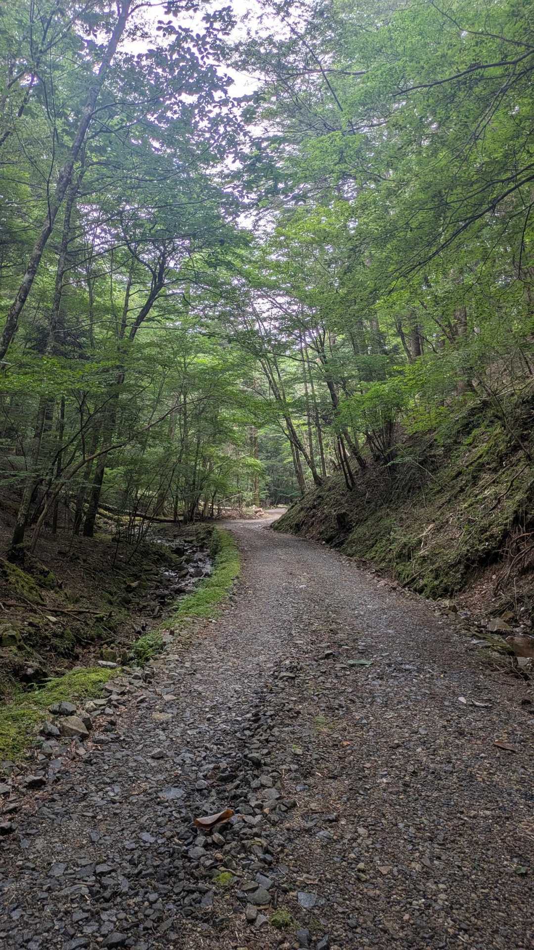 出来山 往復コースの写真