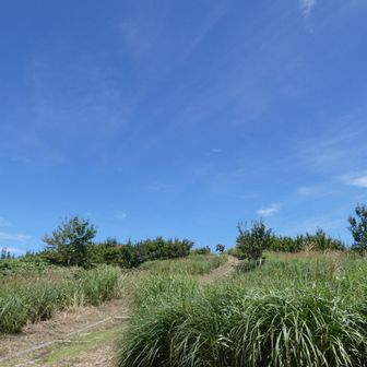8月だけど、なんとなく秋の空...