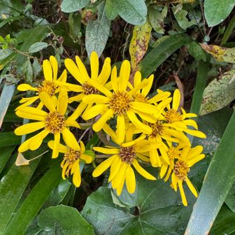 ツワブキの花🌼がここにもたくさん咲いています。