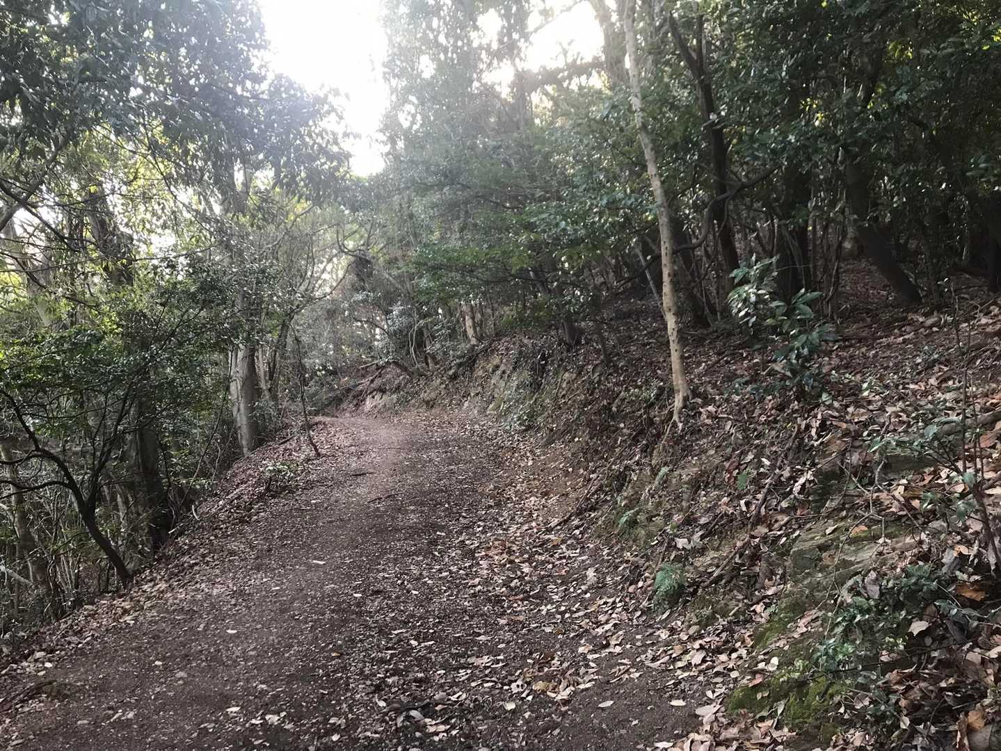 林道までの道も枯れ枝も無く凄く綺麗になってました。ご苦労様です😀